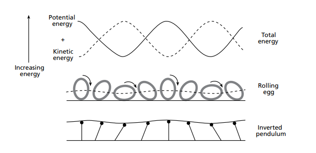 Changes in potential and kinetic energy during walking