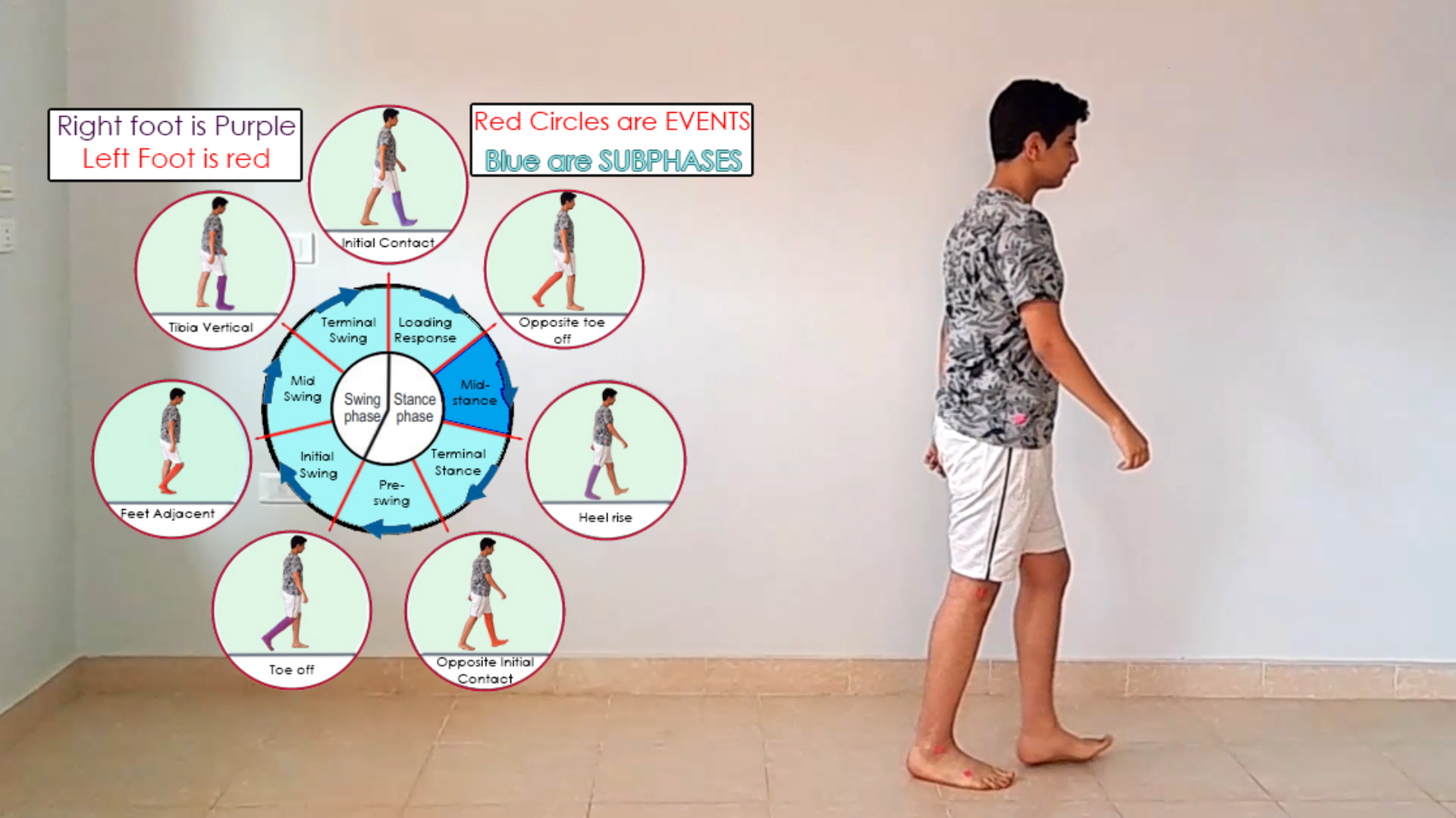 Phases of the Gait Cycle - Physio Gate