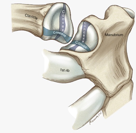 Saddle Shaped Sterno Clavicular Joint