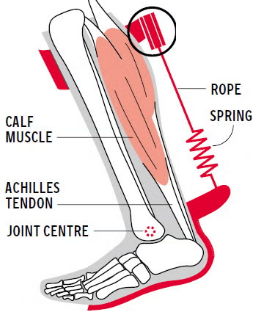 Spring-Like-Action-of-Human-Leg-Muscles-Blog-Post