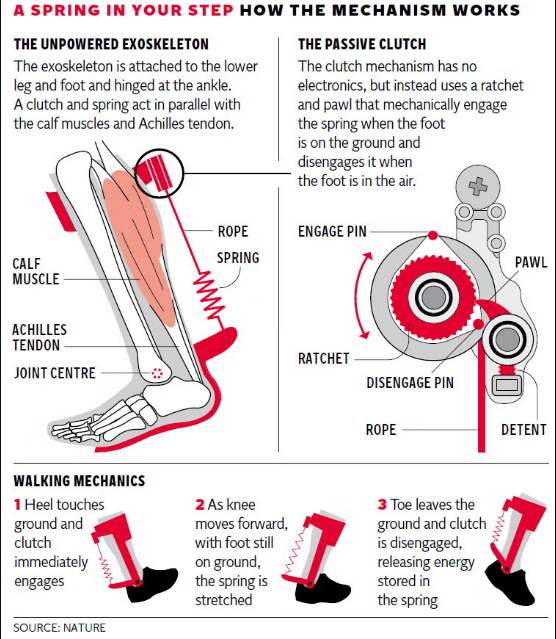 Leg Muscles Acting Like a spring to help to walk