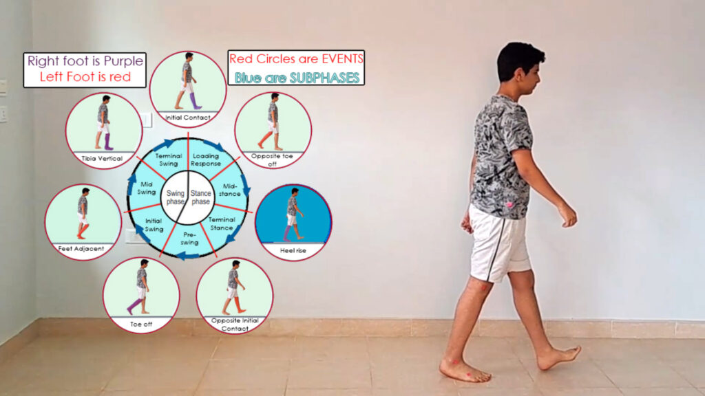 Heel Rise and Terminal Stance