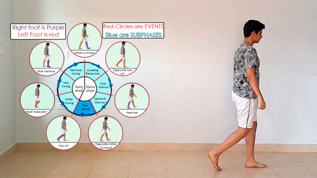 Overview of the Gait Cycle Phases