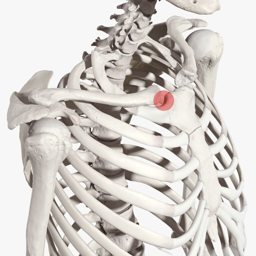 Sterno clavicular joint location