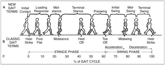 Phases of the Gait Cycle